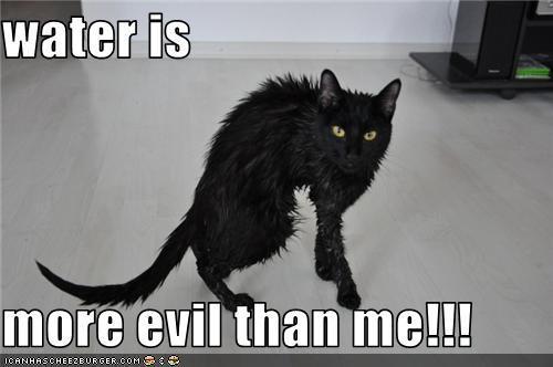 Water Is More Evil Than Me Funny Cat Meme
