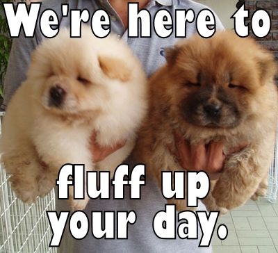 We Are Here To Fluffy Up Your Day Funny Puppies