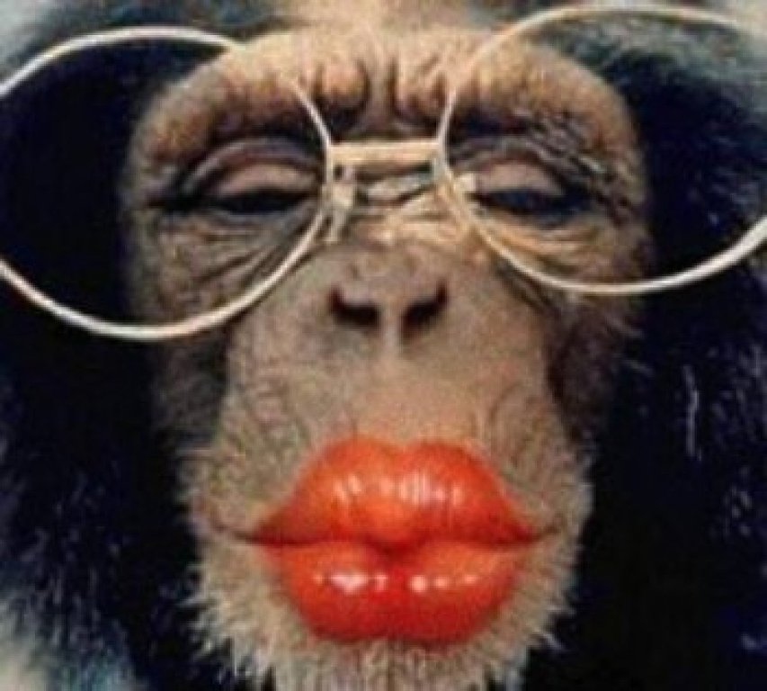 Wearing Glasses Red Lips Monkey Funny Picture