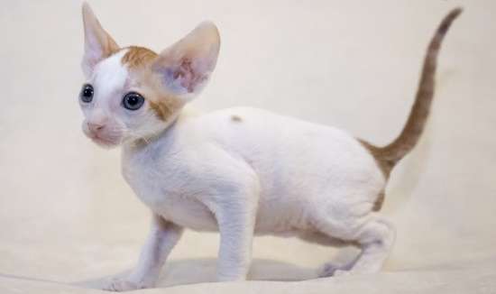White And Orange Cornish Rex Kitten Picture