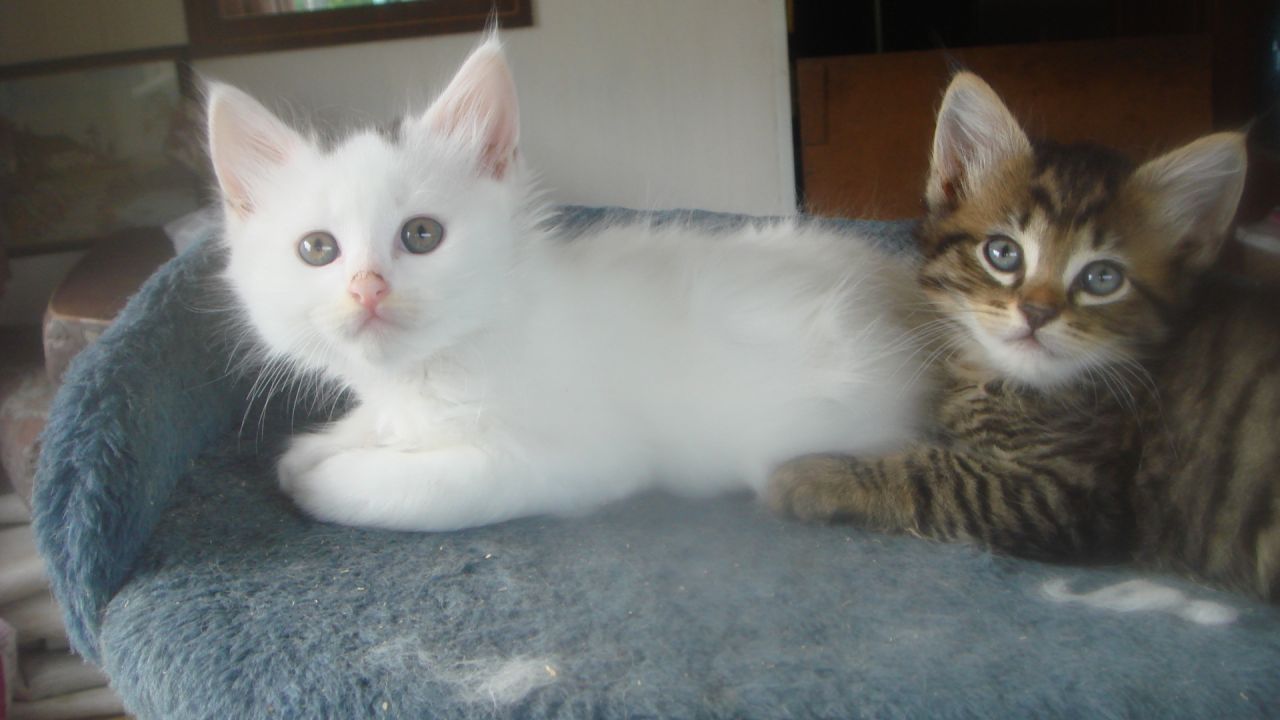 50 Most Beautiful Turkish Angora Kitten Pictures
