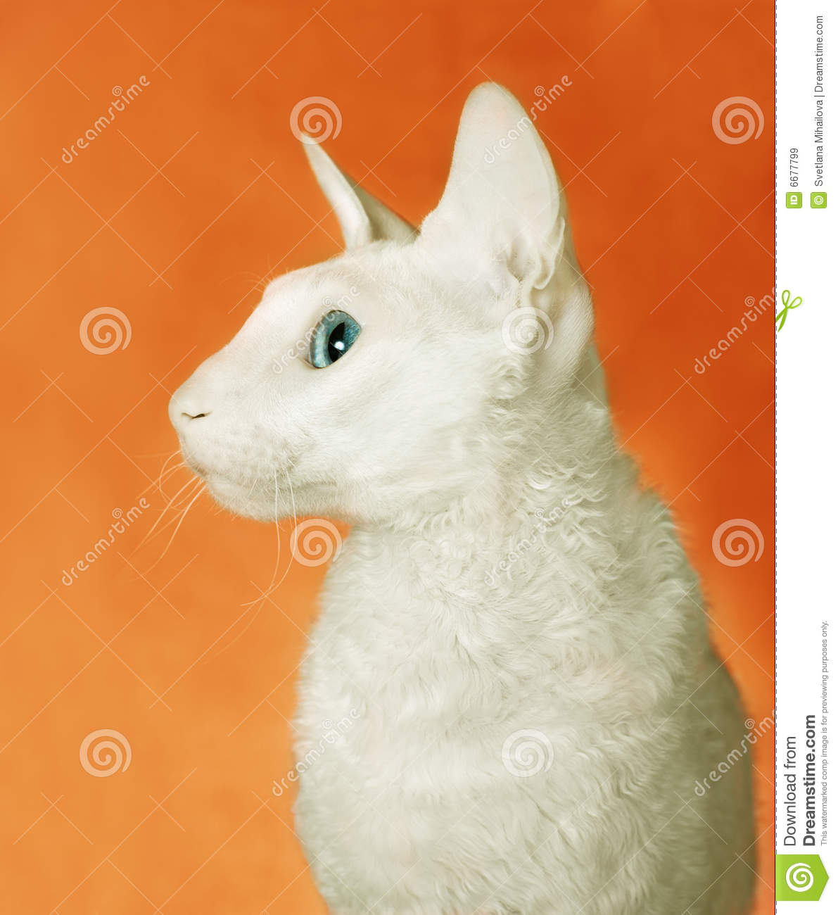 White Cornish Rex Cat Face Closeup