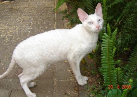 White Cornish Rex Cat In Garden