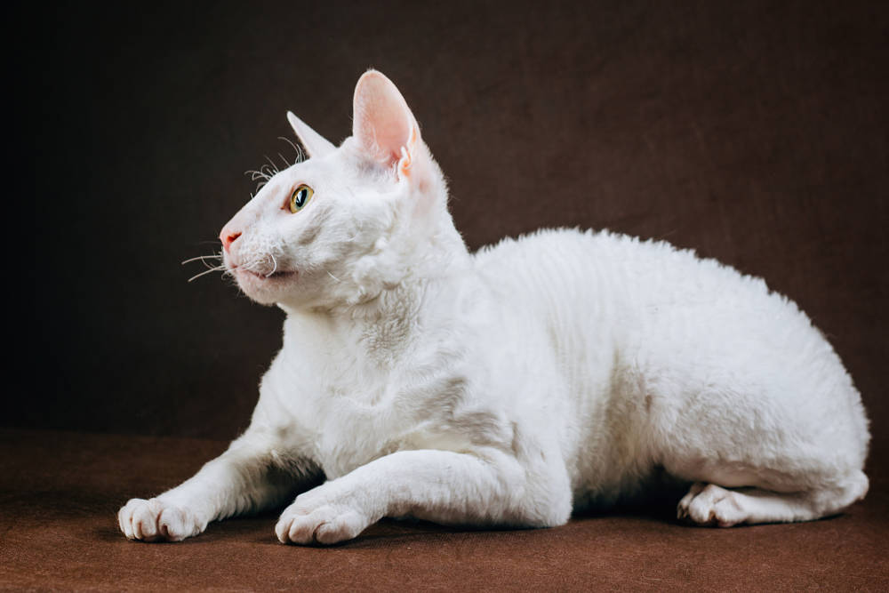 White Cornish Rex Cat Sitting On Floor