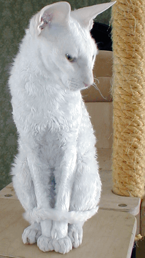 White Cornish Rex Cat Sitting On Table