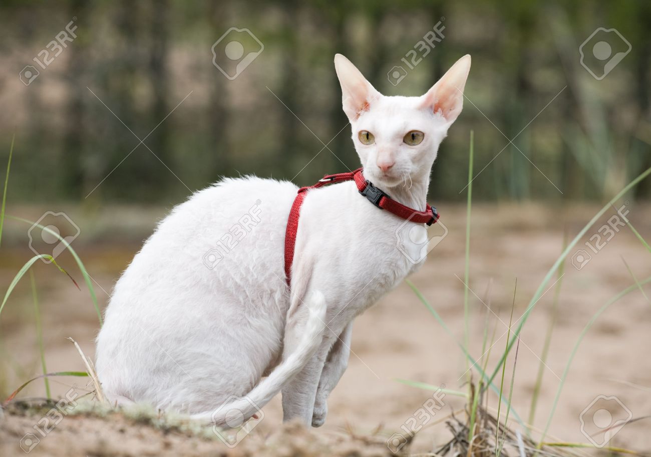 White Cornish Rex Cat Sitting Outside