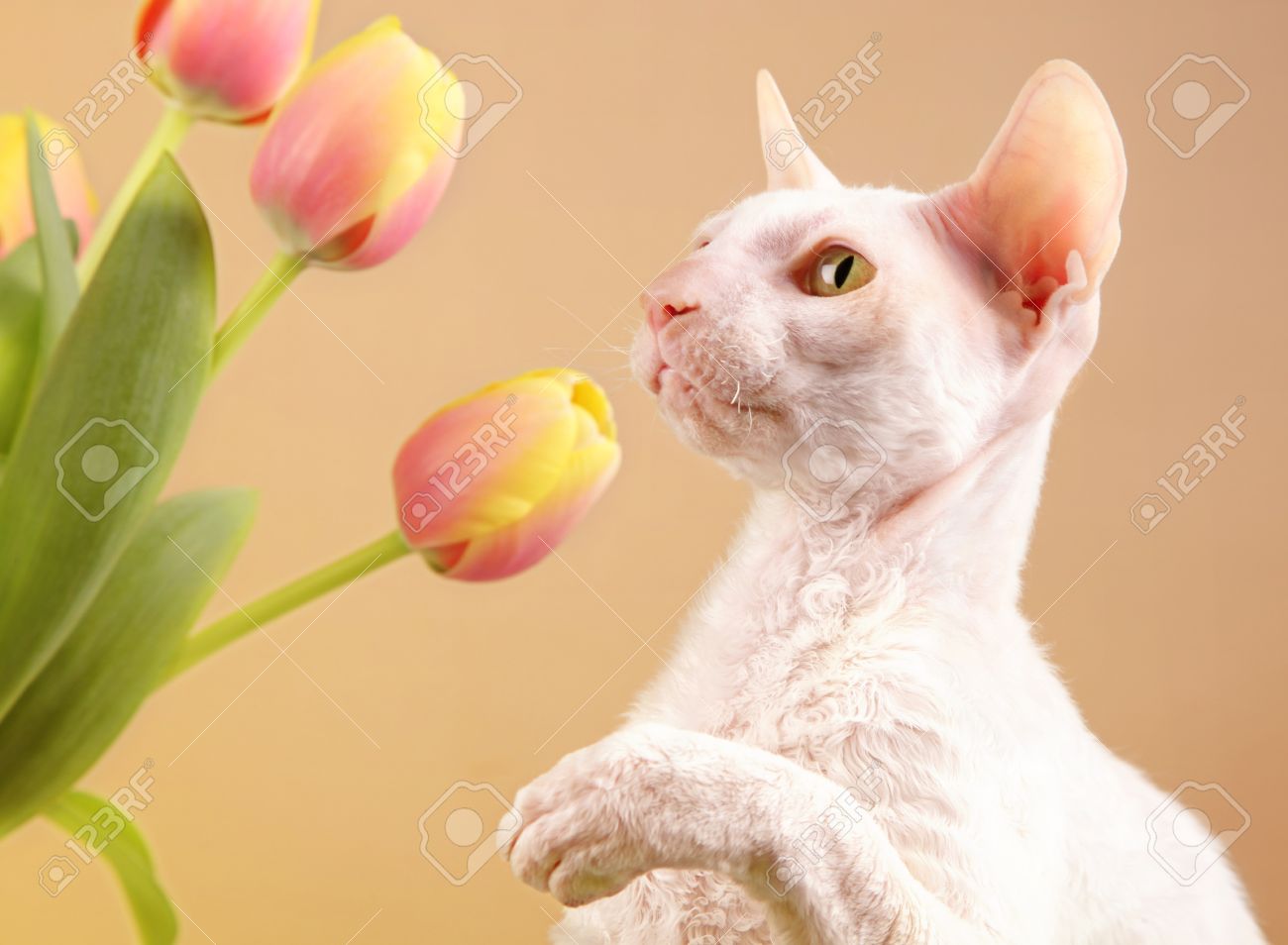 White Cornish Rex Cat Smelling Tulip Flowers