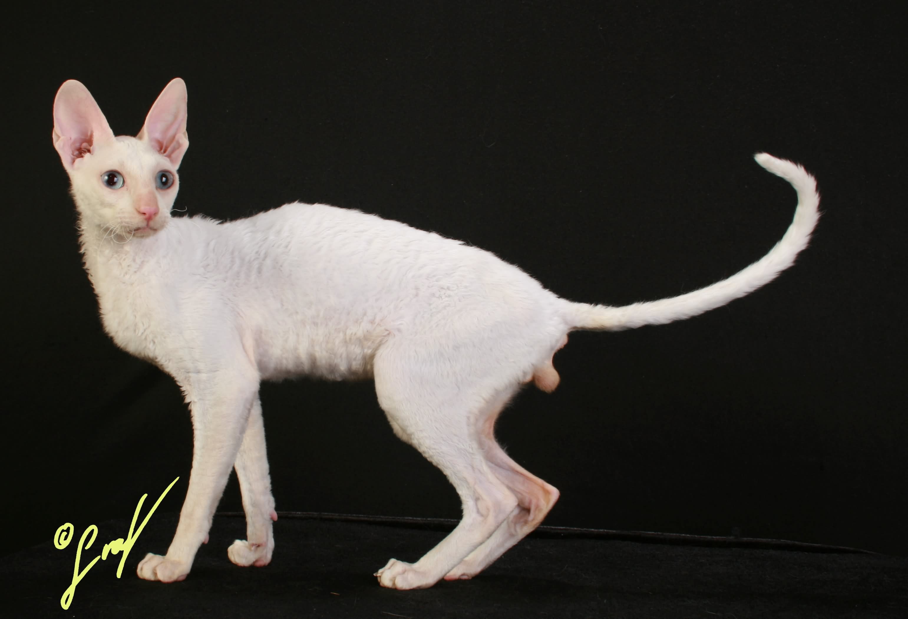 White Cornish Rex Cat Standing