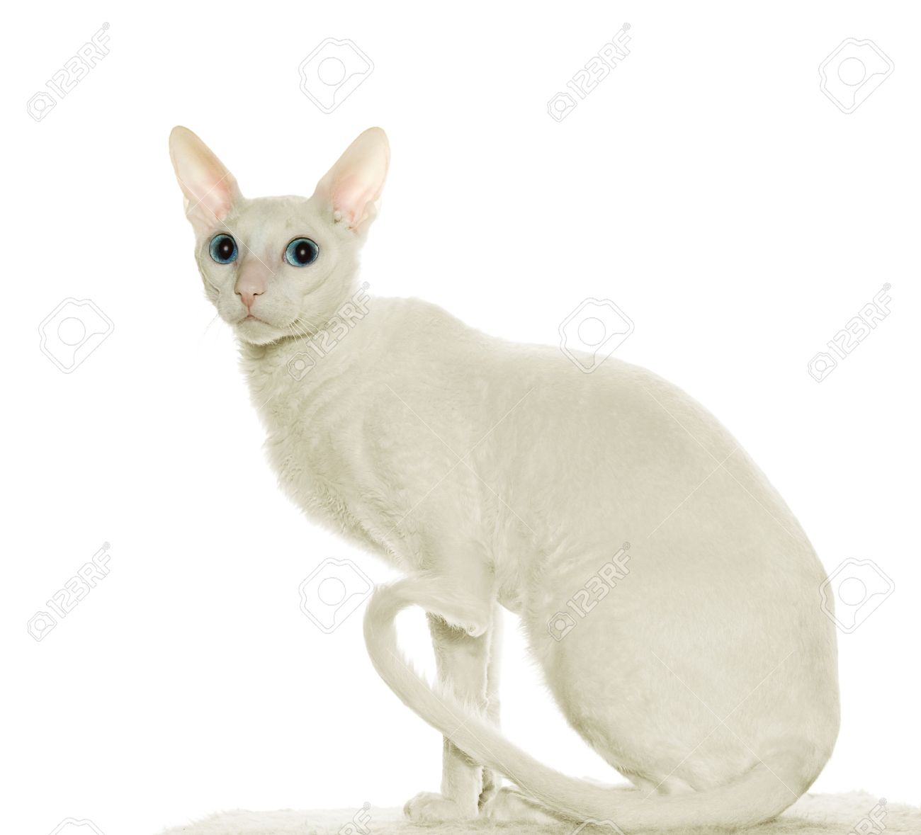 White Cornish Rex Cat With Blue Eyes