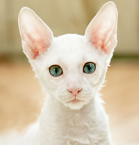 White Cornish Rex Cat With Blues Eyes