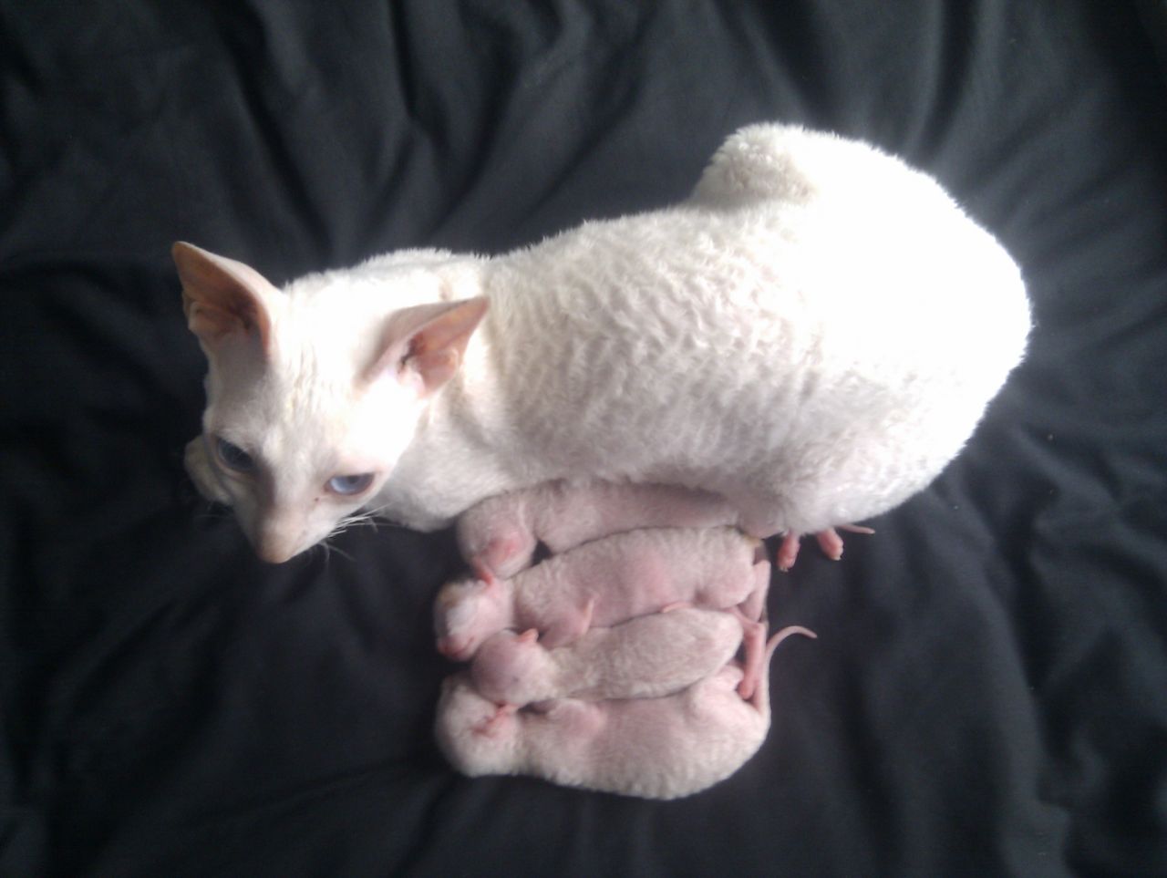 White Cornish Rex Cat With Kittens