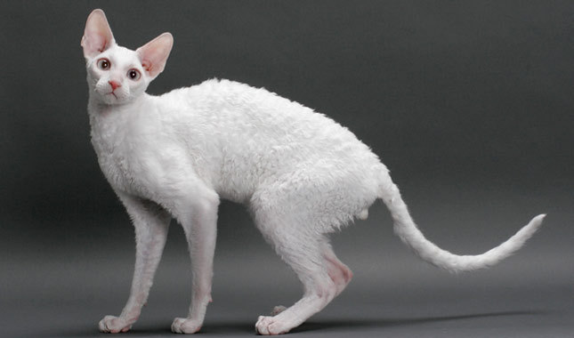 White Cornish Rex Cat