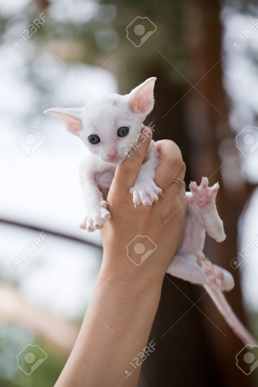 White Cornish Rex Kitten In Hand