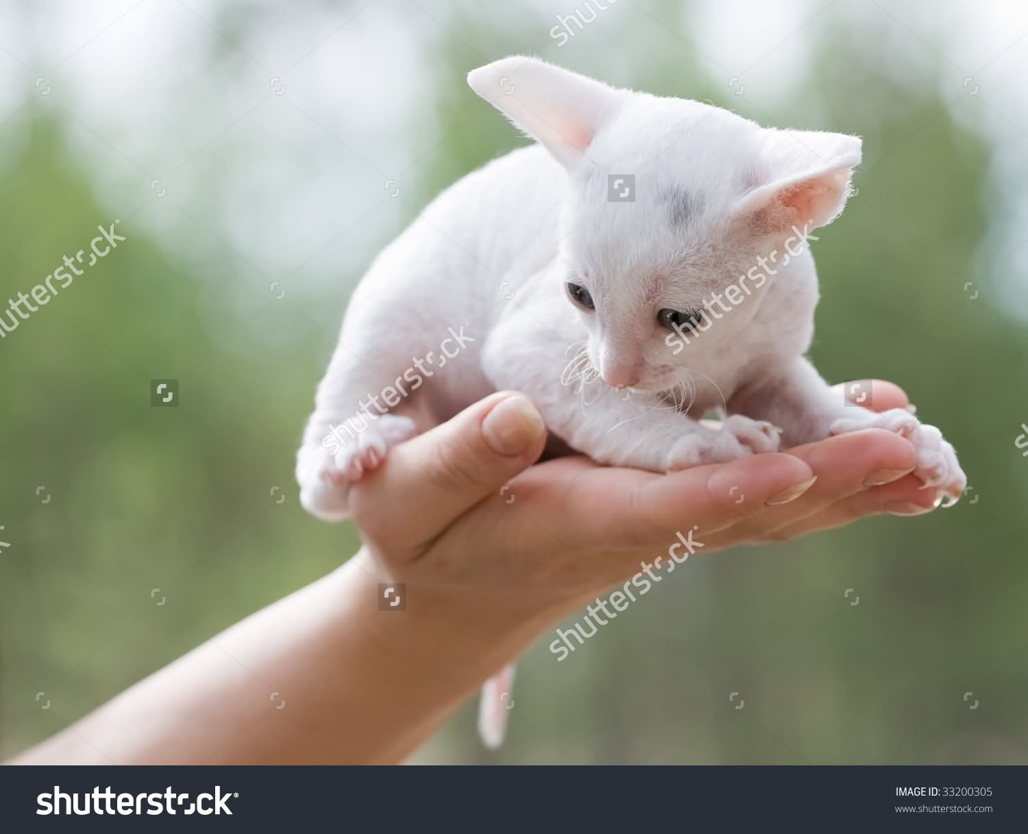 White Cornish Rex Kitten On Hand
