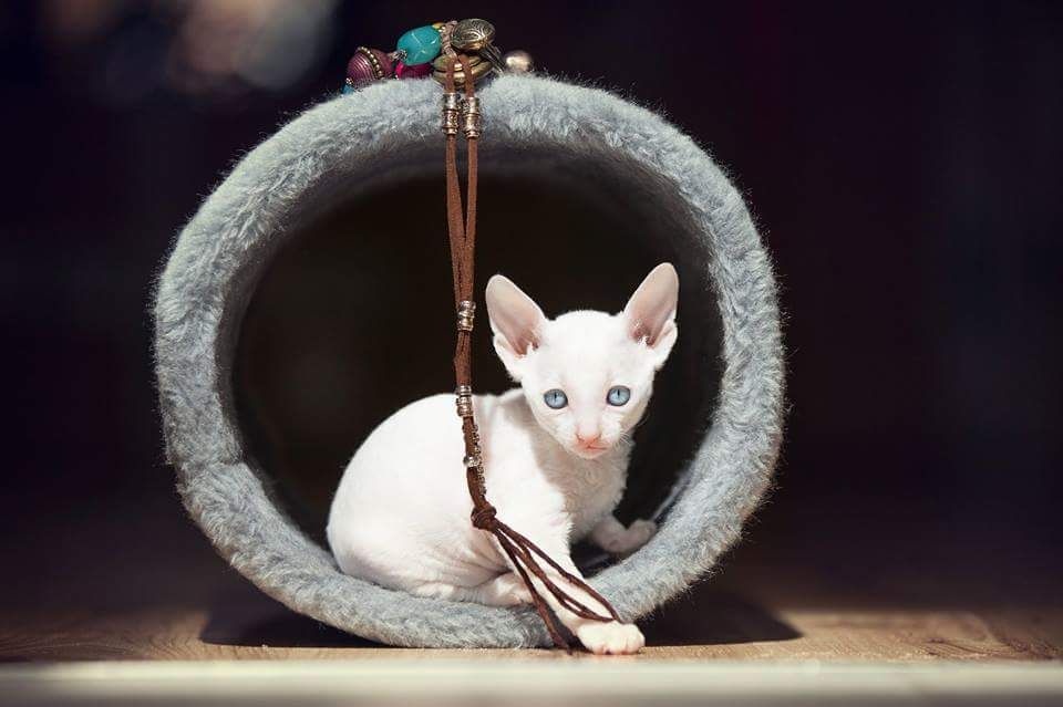 White Cornish Rex Kitten Sitting In Basket