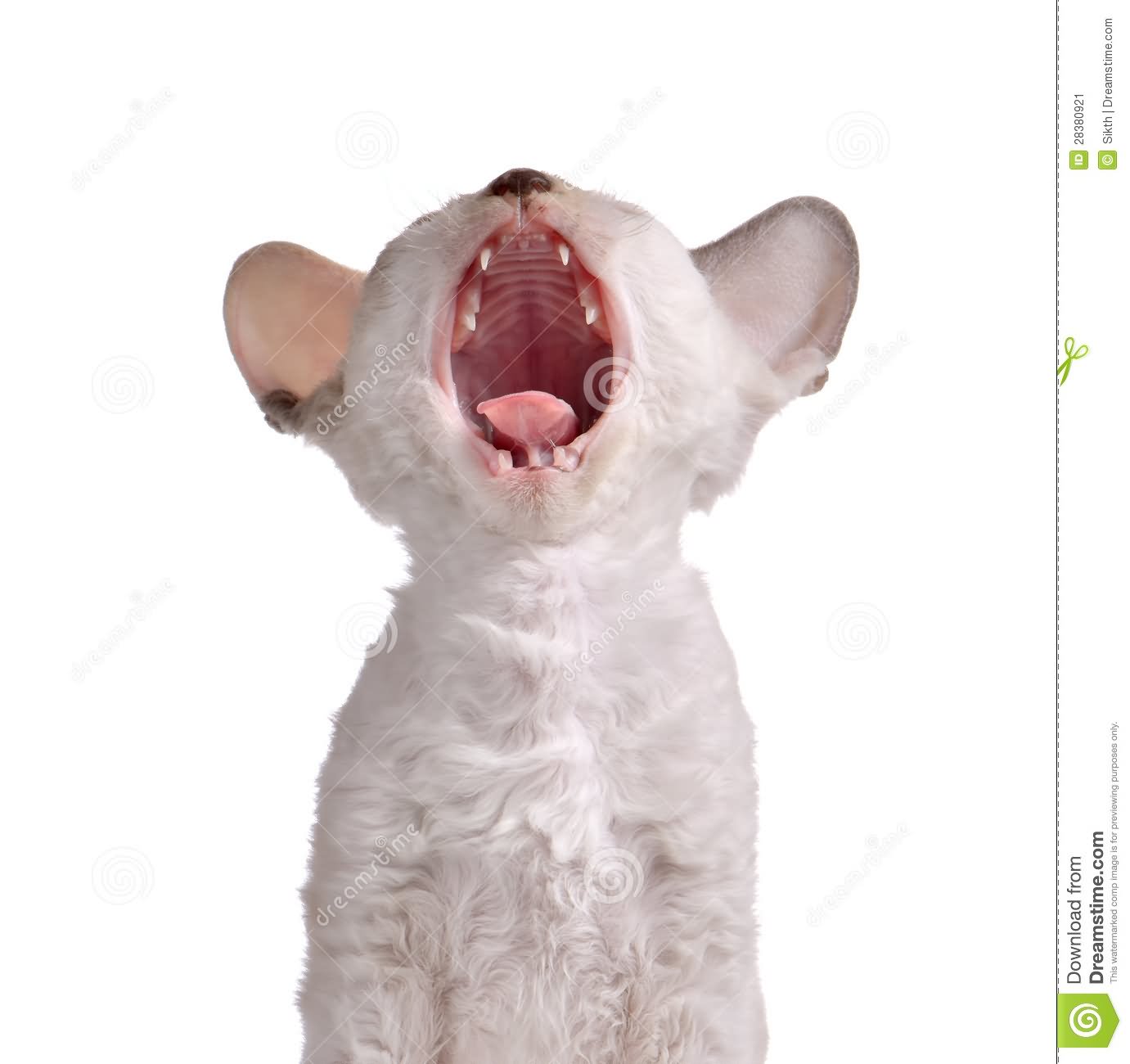 White Cornish Rex Kitten Yawning Picture