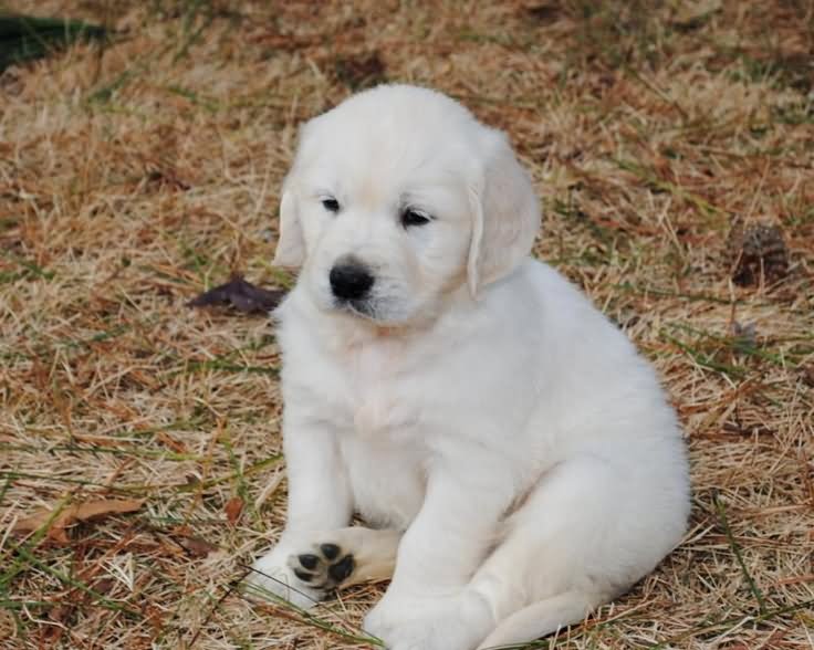 White Cute Golden Retriever Puppy