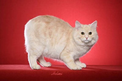 White Cymric Cat Photo