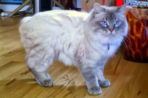 White Cymric Cat Picture