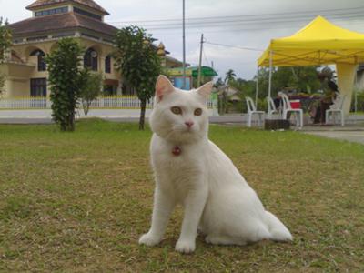 White Cymric Cat Sitting In Lawn