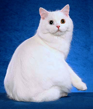 White Cymric Cat Sitting