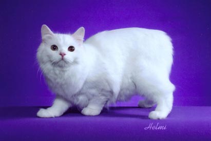 White Cymric Cat Standing