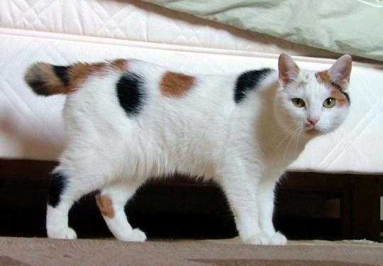 White Cymric Cat With Orange And Black Spots