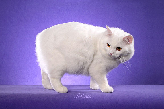 White Cymric Cat Without Tail