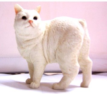 White Cymric Cat