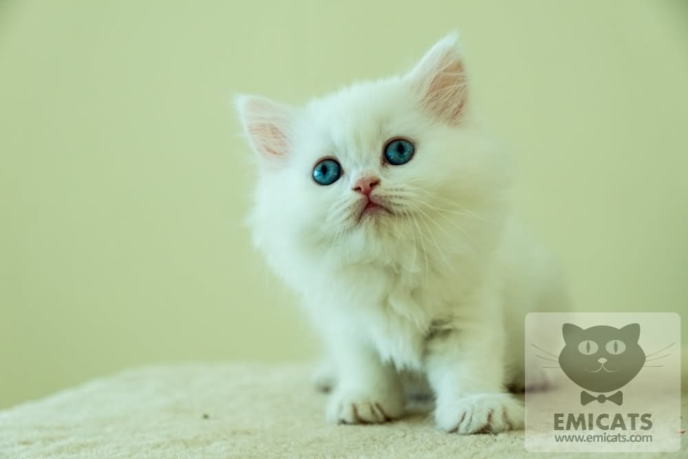 White Female Turkish Angora Kitten