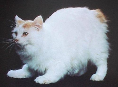 White Fluffy Cymric Cat