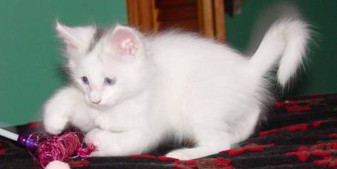 White Fluffy Turkish Angora Kitten