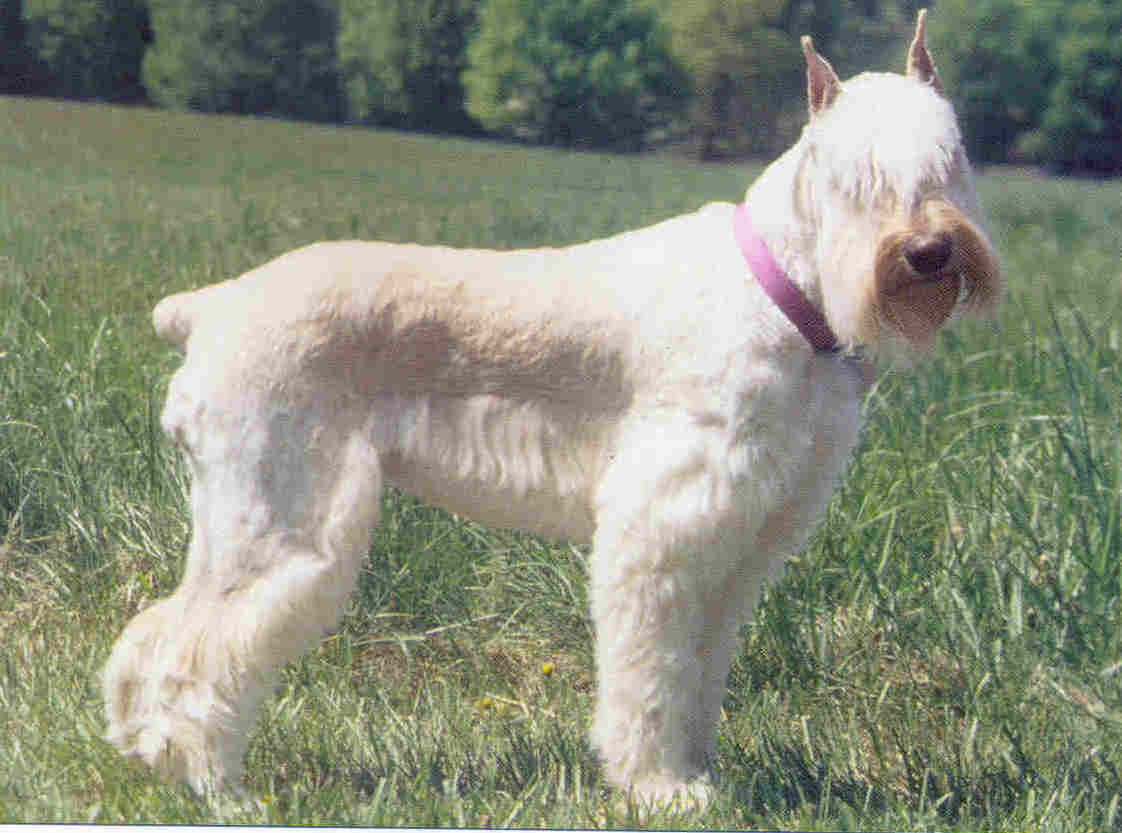 White Full Grown Giant Schnauzer Dog