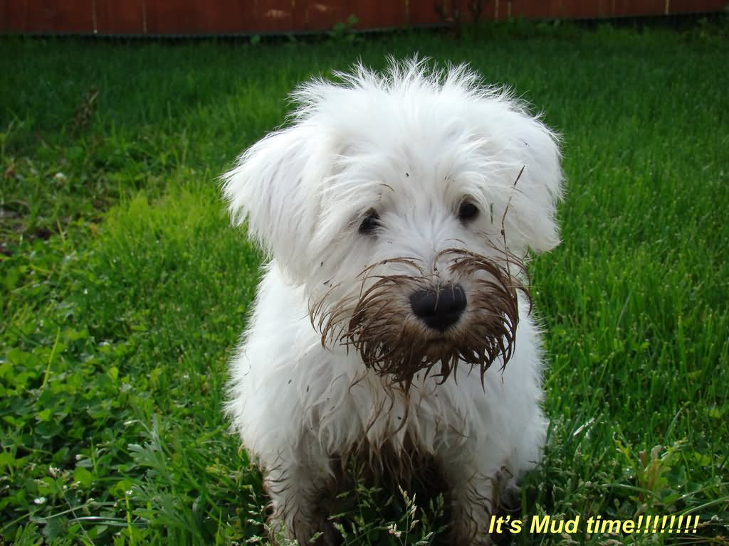 White Giant Schnauzer Dog Playing With Mud