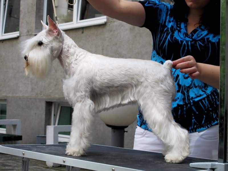 White Giant Schnauzer Dog Standing On Table