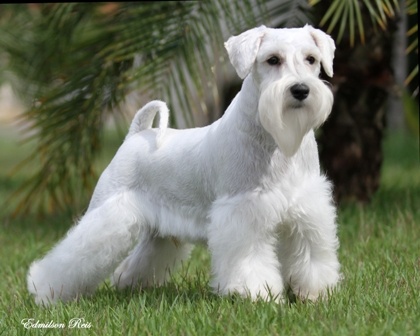 White Giant Schnauzer Dog