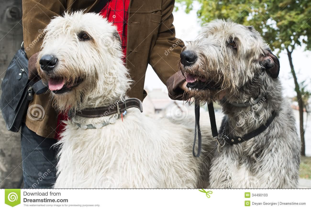 White Giant Schnauzer Dogs Picture