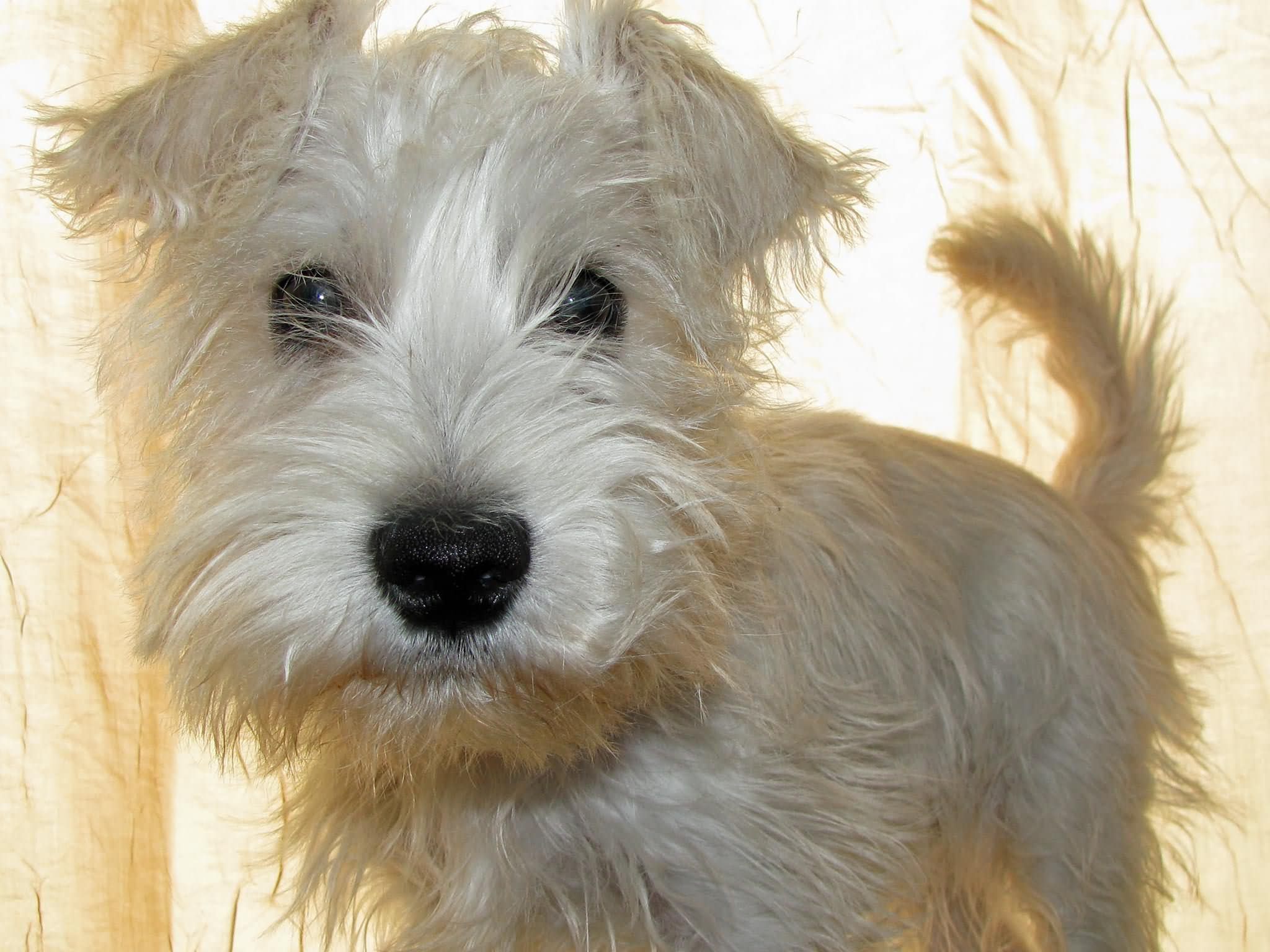 White Giant Schnauzer Puppy Looking At Camera