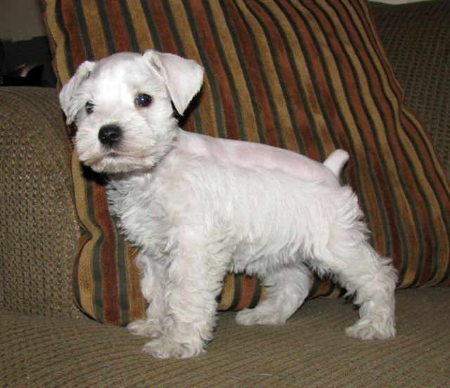 White Giant Schnauzer Puppy Picture