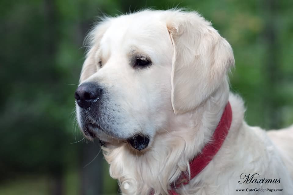 White Golden Retriever Dog Face Image