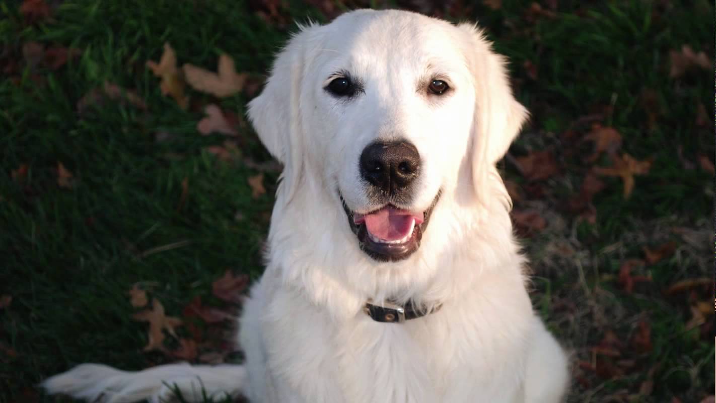 White Golden Retriever Dog Face