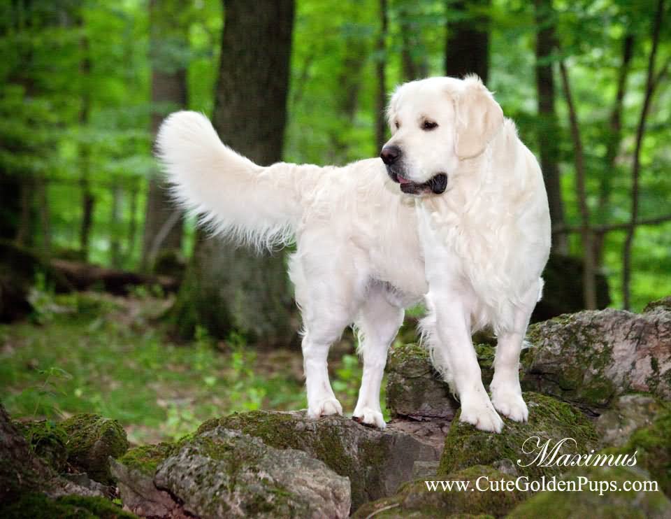 White Golden Retriever Dog In Forest Picture