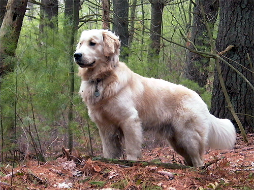 White Golden Retriever Dog In Forest