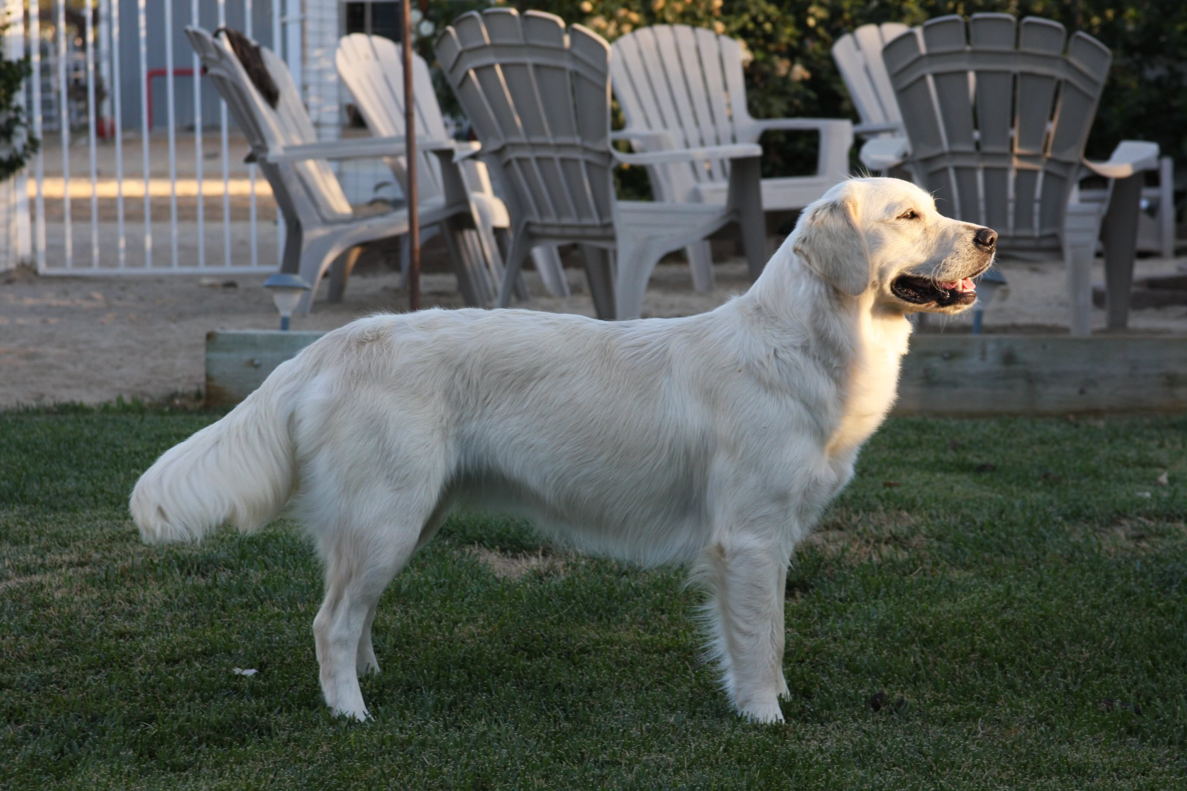 White Golden Retriever Dog In Garden