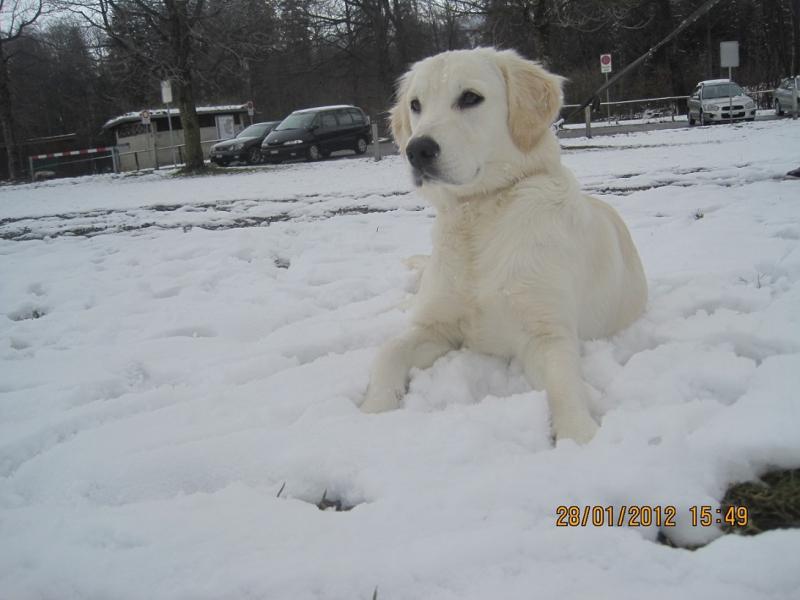 White Golden Retriever Dog In Snow