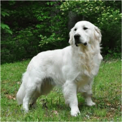White Golden Retriever Dog On Grass