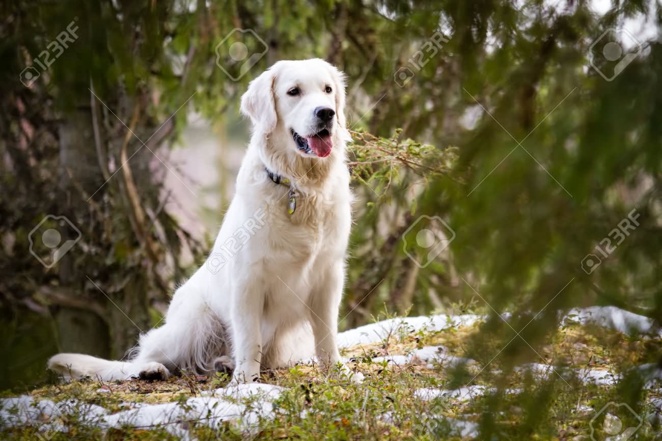 White Golden Retriever Dog Sitting In Forest