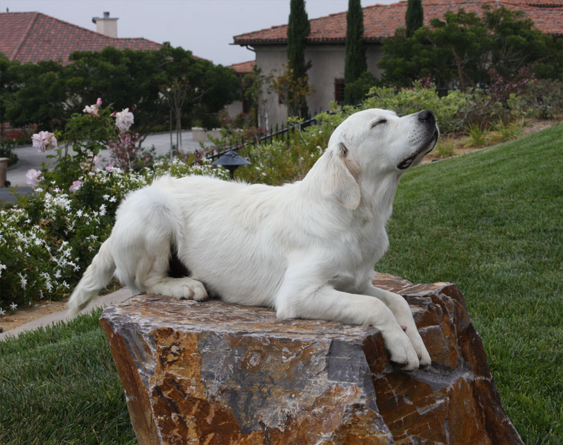 White Golden Retriever Dog Sitting On Rock