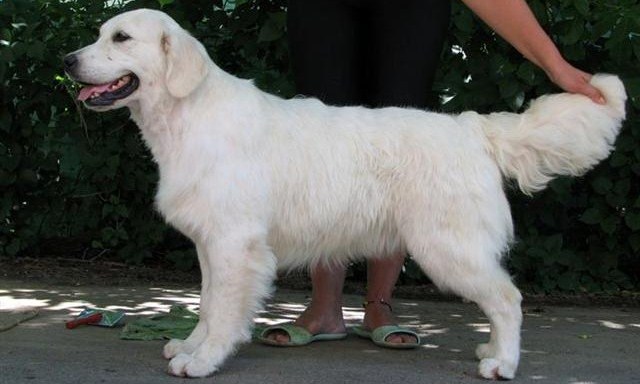 White Golden Retriever Dog Standing