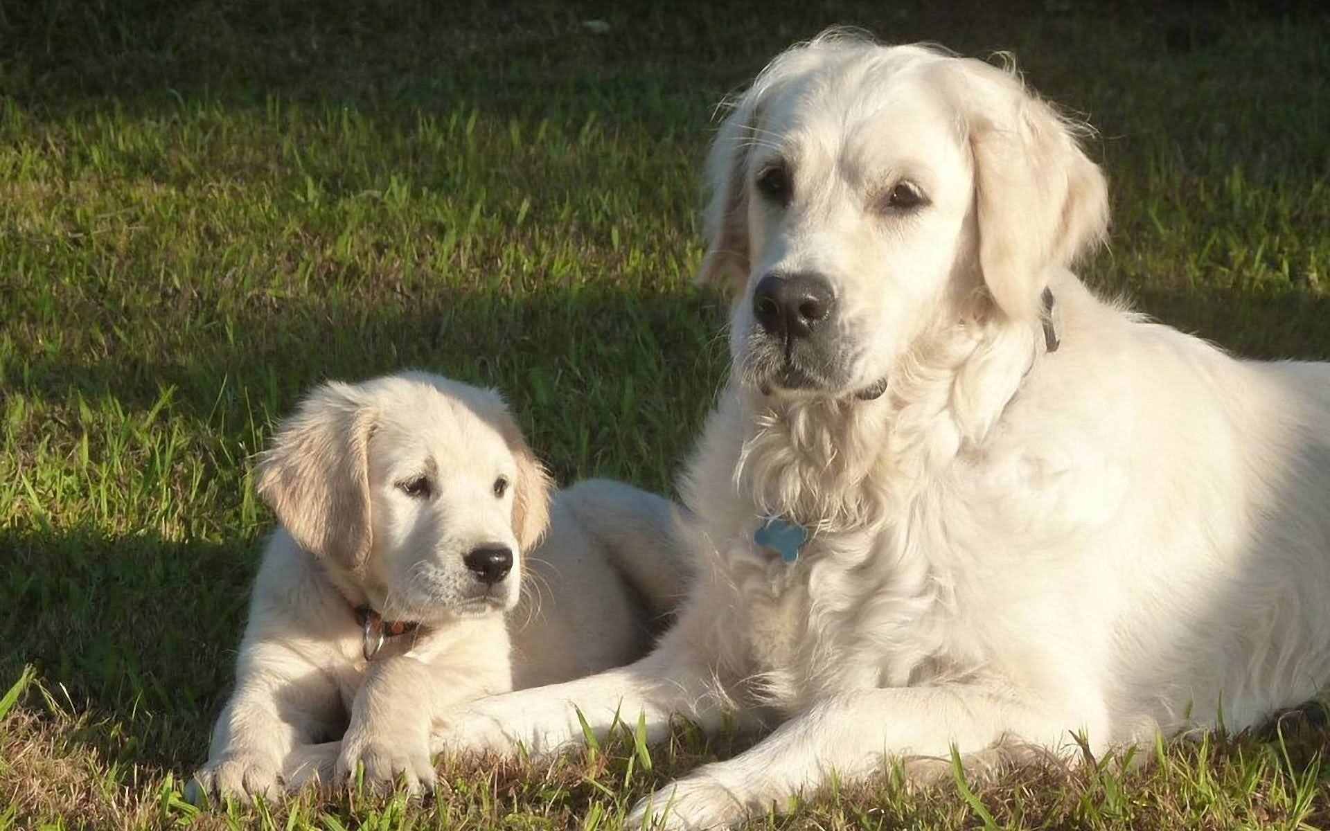 White Golden Retriever Dog With Puppy